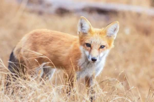 Jack photography - fox