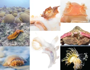 Aquatic invertebrates