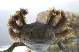 Axolotl