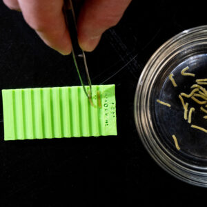 Strands into holder