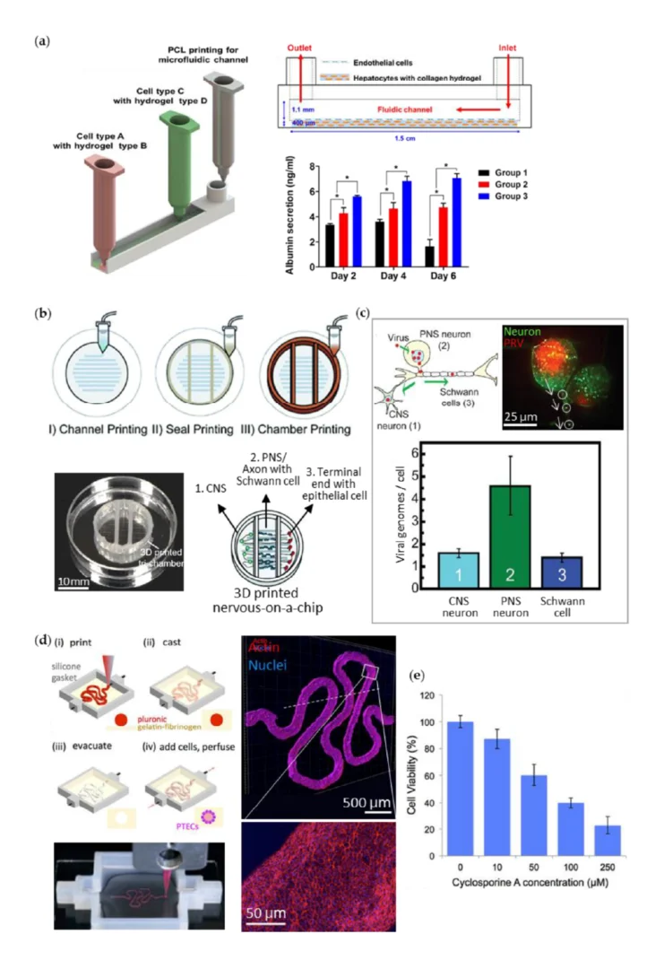 Figure 6. 3D-printed organs-on-chips in a one-step fabrication process. (a) Schematic diagrams for extrusion printing of liver-on-a-chip resembling sinusoid (Group 1 = 3D cell-printed hepatocytes alone in static culture, Group 2 = 3D cell-printed hepatocytes–endothelial cells in static culture, and Group 3 = 3D cell-printed liver-on-a-chip); (b) Extrusion-printed nervous system-on-a-chip with compartmentalized chambers: central neurons (CNS) in chamber 1, peripheral neurons (PNS), and the axons with Schwann cells in chamber 2, and terminal cell junctions with epithelial cells in chamber 3; (c) Study of viral infection in the neuron system. Microscopic observation of the pseudorabies virus (PRV) transmission and the level of the transported virus in each chamber; (d) Illustration (upper left) and photograph (lower left) of the extrusion-printing process of a kidney proximal tubule-on-a-chip and the immunofluorescent stained images of the tubule (upper and lower right); (e) Nephrotoxicity effect of cyclosporine A on kidney epithelial cells in the chip.