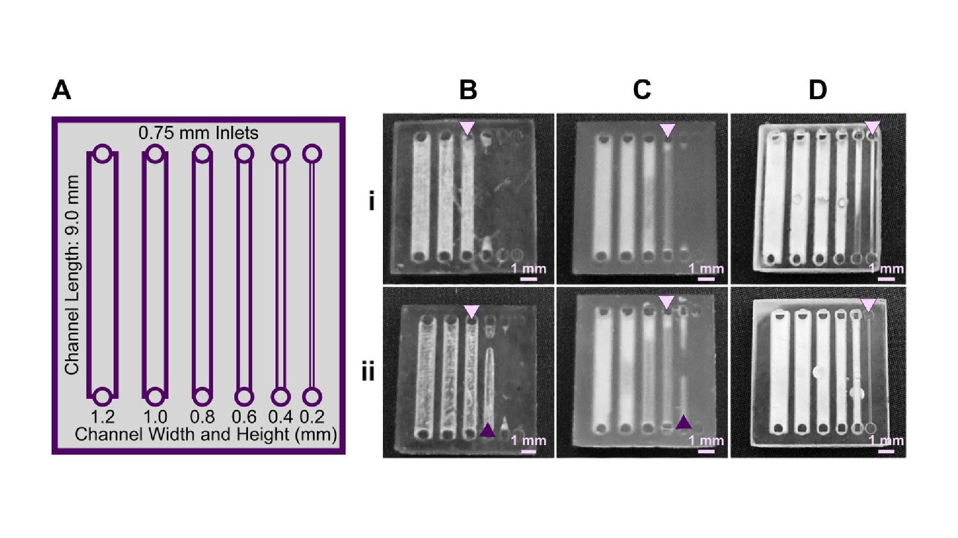 Figure 2. The resolution of internal features can be increased by making changes to the light source, resin viscosity, and print layer height. (A) A test piece had six internal channels, 9-mm long with 0.75 mm diameter inlets and varied channel cross-sections as noted. It was printed with (B-D) (i) 50 μm layer height or (ii) 100 μm layer height, as follows: FormLabs Clear resin was printed with a (B) 405 nm or (C) 385 nm light source; (D) for comparison, a low viscosity resin, BV007a, was printed at 385 nm. Other settings were left unchanged, with the exception of increasing exposure times slightly for some 100-μm prints (Table S1). Resolution was determined visually by observing the smallest channel cross-section that could be printed fully (pink arrows) or partially open (purple arrows).