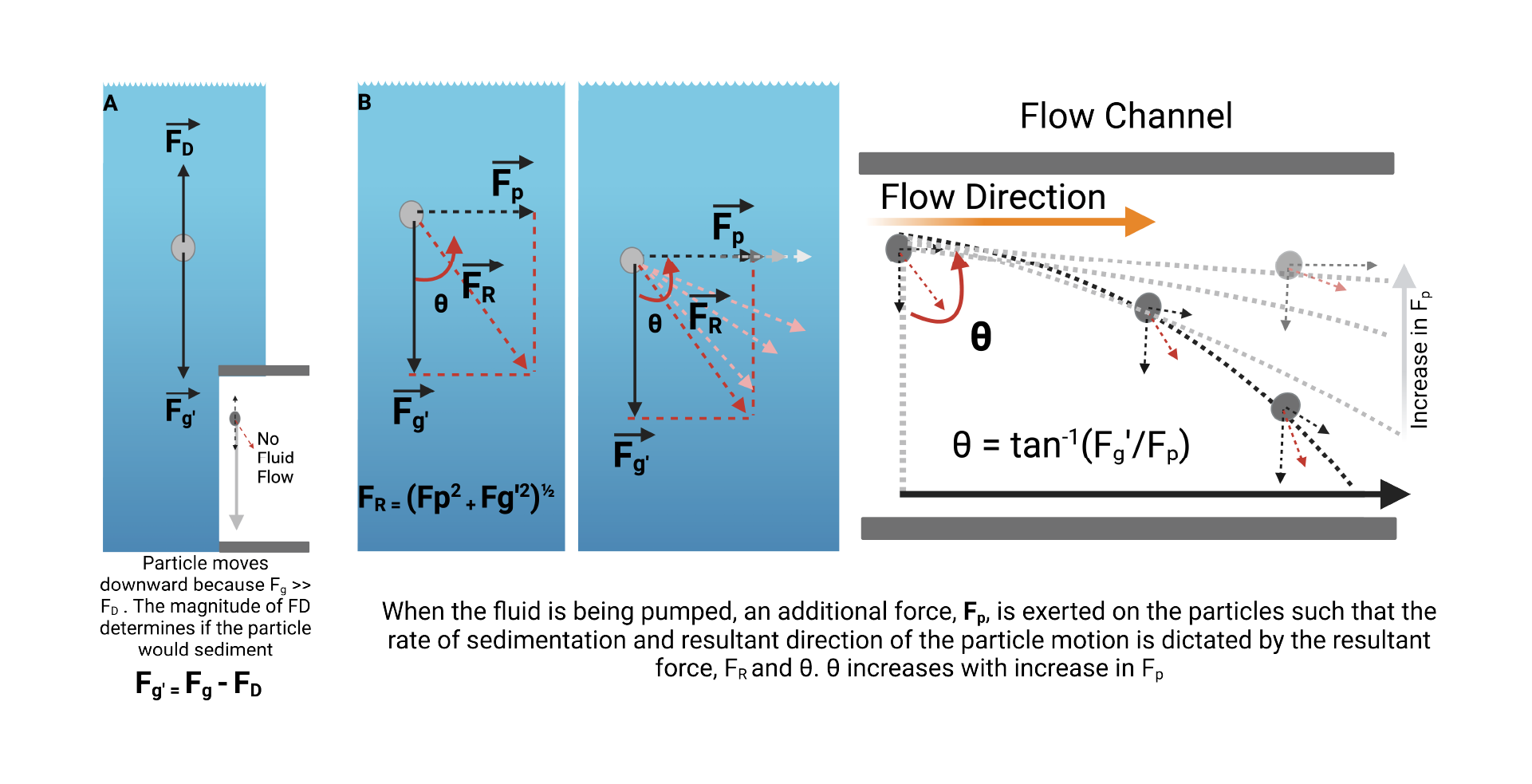 Figure 8. Working theory for hydrodynamic interruption of particle sedimentation. (A) At steady state, particles in suspension are acted on by two forces F_D (drag force) and F_g (gravitational pull) whose resultant is denoted by F_g’ and is determined by the magnitude of the counteracting forces. (B) Shows the resultant of forces acting on particles suspended in fluids in flow.