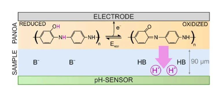 Fig. 2. The concept of the reversible PANOA-based pH modulation of thin-layer samples. B– is an arbitrary base in the sample and HB is its conjugated acid.
