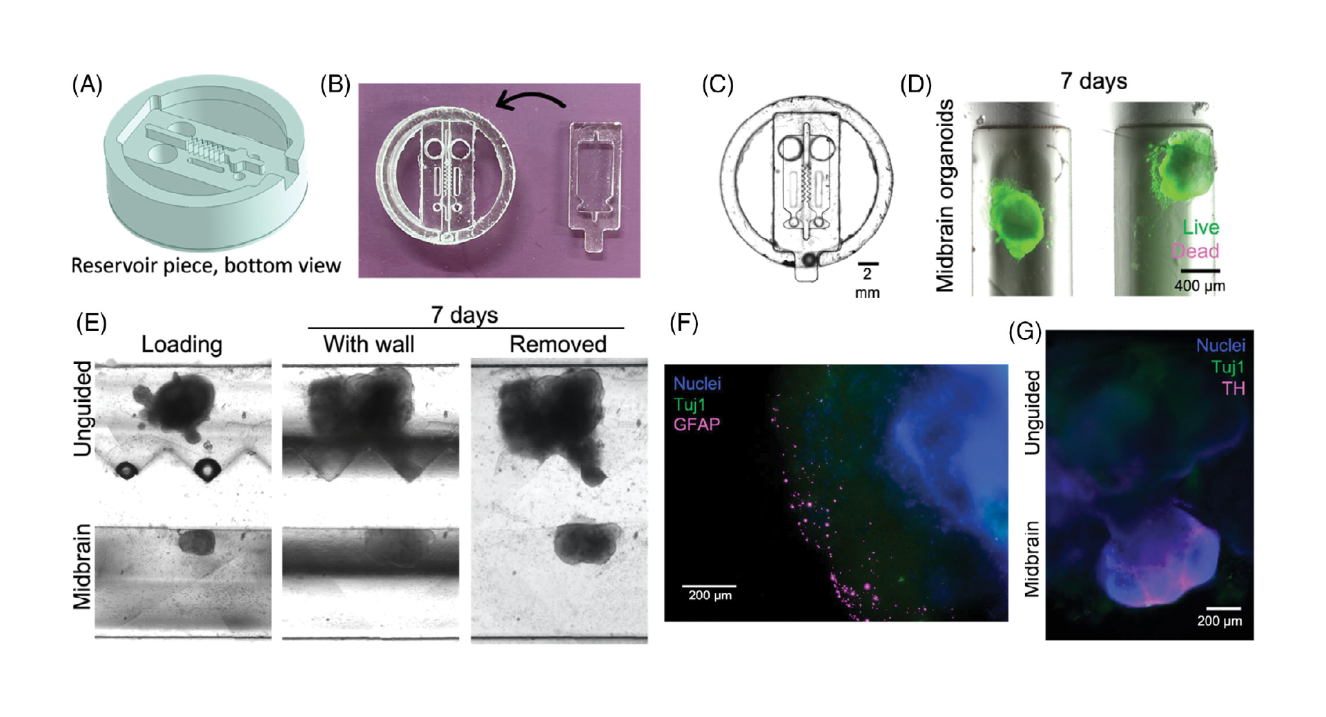 Figure 3. Assembloid formation in two-piece separated devices. (A) 3D schematic of removable insert piece; shown here with a triangular wall geometry. (B) Replica molded two-piece PDMS devices, with base and insert pieces shown. (C) Assembled two-piece device, imaged from below. (D) Midbrain organoids were loaded into channels with Matrigel, and maintained viability for 7 days in culture. (E) Unguided and midbrain organoids were loaded into channels with Matrigel and cultured for 7 days before removing the separating wall. Organoids maintained the shape and spacing imposed by the separating wall before beginning to grow toward each other to form an assembloid. (F) Astrocytes identified with glial fibrillary acidic protein (GFAP; magenta) are observed on the edges of unguided organoids only. (G) Midbrain organoids uniquely express dopaminergic neuron marker tyrosine hydroxylase (TH; magenta). Both organoid types express neural marker β-tubulin III (Tuj1; green), which is observed across the separating bridge within 3 days of insert removal.