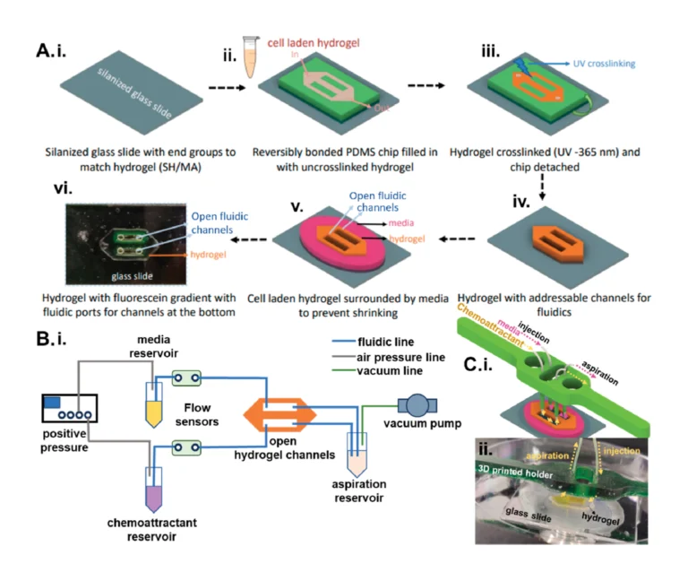 Figure 1. (A) Patterned cell-laden hydrogel adjoining fluidic channels. (i) A silanized glass substrate treated for adhesion to the cross-linked hydrogel is (ii) reversibly bonded to a PDMS mold that is then filled with the cell-laden hydrogel and (iii) photo-cross-linked to create the patterned hydrogel on glass. (iv) The PDMS mold is removed to leave open fluidic channels that directly adjoin the patterned hydrogel. (v) The structure is surrounded with culture medium to maintain cell viability and prevent hydrogel shrinkage. (vi) An example of the patterned hydrogel with addressable open fluidic channels through which a FITC gradient was established. (B) (i) Microfluidic flow control setup. (C) (i) 3D-printed holder for fluidic integration with the patterned hydrogel and (ii) image of the patterned hydrogel with tubing to the 3D-printed holder and channel with yellow dye.