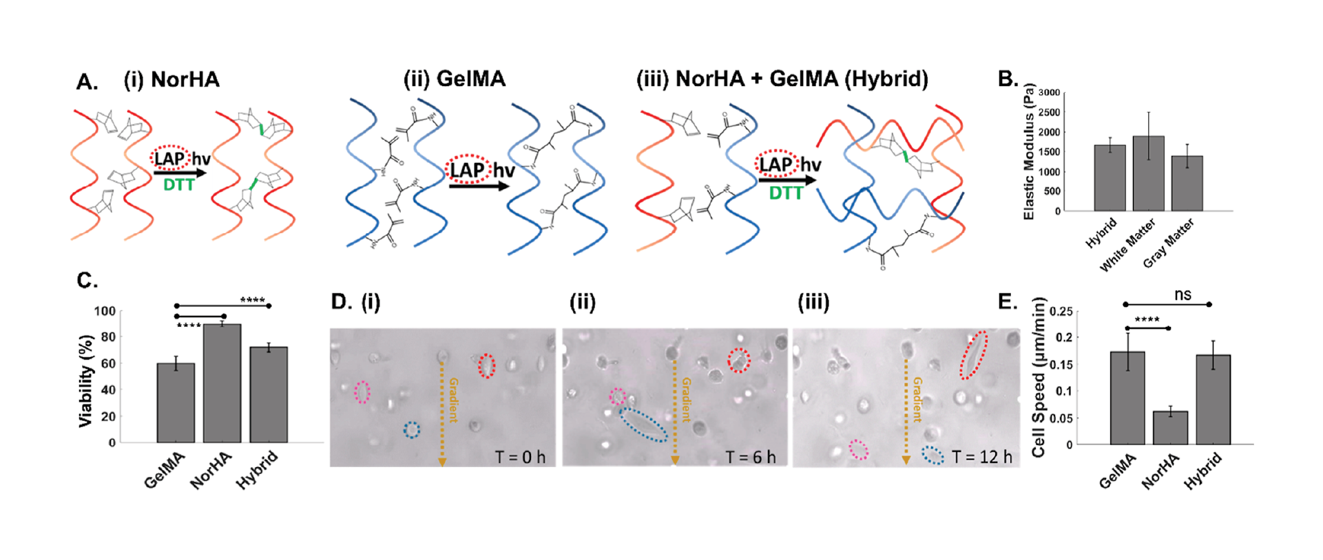 Figure 2. (A) Individual and hybrid hydrogels. Molecular structure before and after cross-linking of (i) norbornene-modified hyaluronic acid (norHA), (ii) gelatin methacrylate (GelMA), and (iii) a hybrid hydrogel of NorHA and GelMA. (B) Young’s modulus of the hybrid hydrogel formulation (2% HA, 1% GelMA) compared to that of brain tissue. The hybrid hydrogel recapitulates the reported stiffness of white and gray matter. (C) Cell viability as a function of hydrogel composition. (D) Cell mobility based on cell migration through the hydrogel at the indicated time points (i)–(iii). (E) Measured cell migration speed as a function of hydrogel composition. Significance was determined by one-way ANOVA with Tukey’s post-hoc test, represented as ns, p ≥ 0.05; *, p ≤ 0.05; **, p ≤ 0.01; ***, p ≤ 0.001; ****, p ≤ 0.0001.