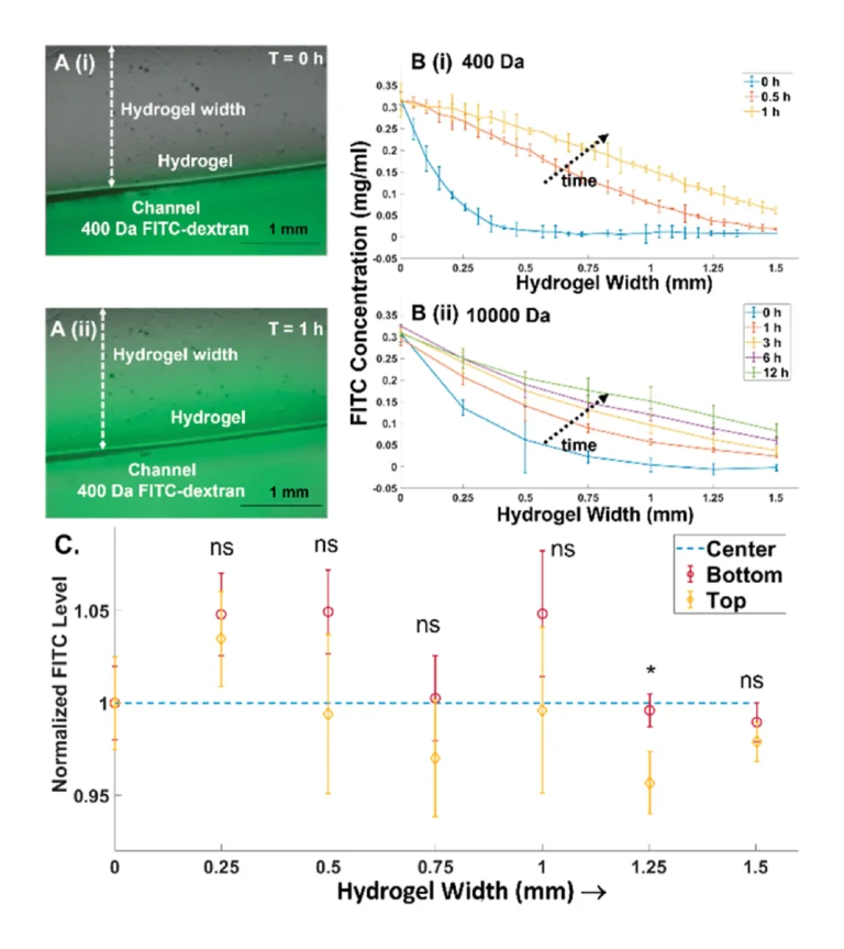 Figure 3. (A) Bright-field and FITC overlay of the gradient across the hydrogel at various time points with 400 Da FITC-dextran at (i) T = 0 h and (ii) T = 1 h. (B) Temporal development of the gradient across the open hydrogel for (i) 400 Da FITC-dextran, with the gradient developing rapidly to approach steady state within 1 h, and (ii) 10000 Da FITC-dextran, with the gradient developing slowly over 12 h. (C) The chemical gradient develops over the entire hydrogel depth (1 mm) based on the similar FITC levels at the top, bottom, and center of the hydrogel, and its invariance over the hydrogel width at steady state (24 h) for 10000 Da FITC-dextran. Significance is based on one-way ANOVA with Tukey’s post-hoc test, represented as ns, p ≥ 0.05; *, p ≤ 0.05.