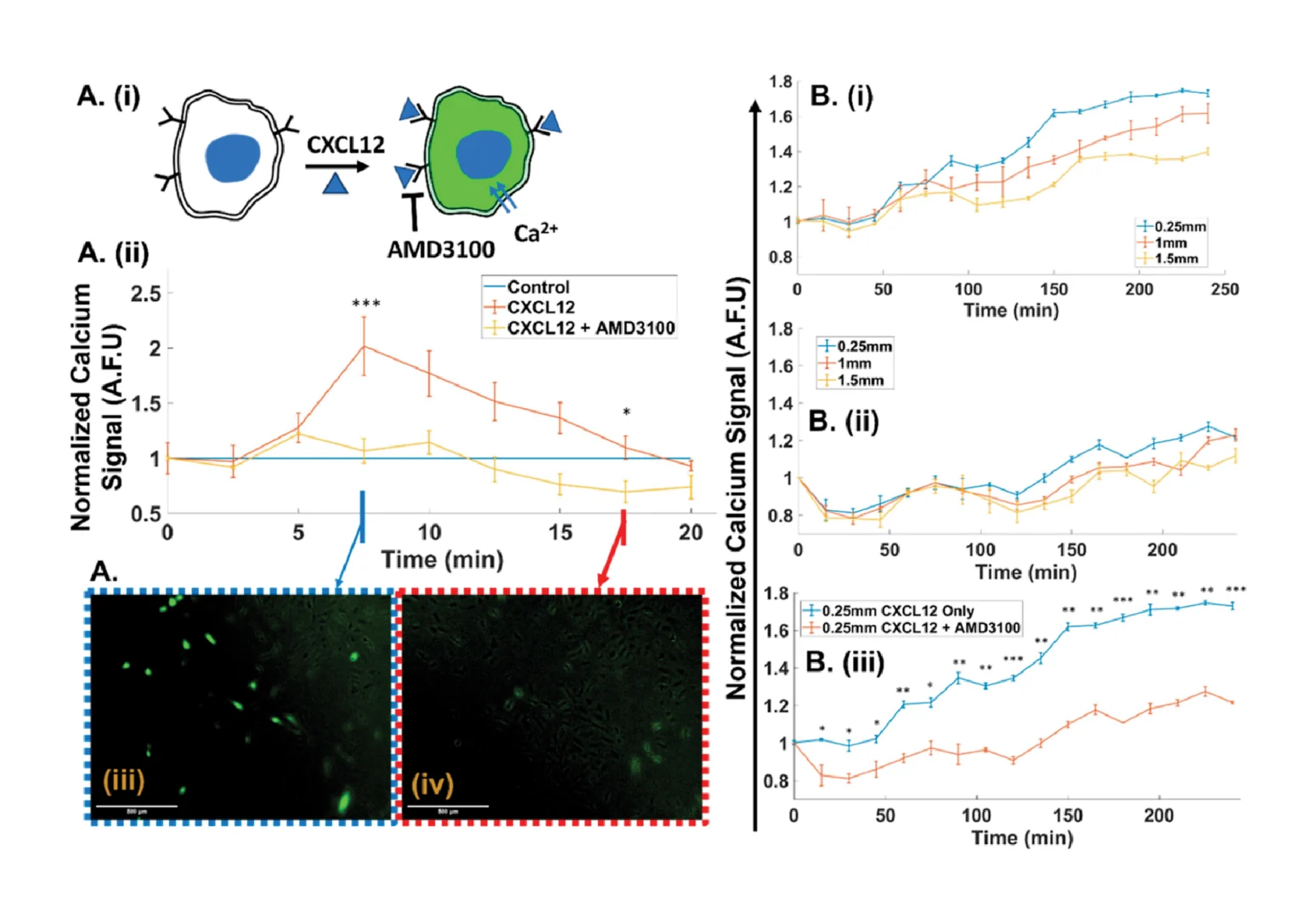 Figure 4. (A) (i) CXCL12 stimulation through calcium ion influx into U87 cells by binding to its receptor to cause fluorescence upon labeling with signaling probe. (ii) CXCL12 stimulation (66 ng/mL) in a static 2D culture causes fluorescence signal rise for ∼5 min, while the minimal signal rise for AMD3100 (1 μg/mL)-pretreated cells validates inhibition of this stimulation. (iii, iv) Fluorescence images with CXCL12 stimulation (scale bar = 500 μm) at indicated time points of (iii) maximum and (iv) baseline or control level with no stimulation. (B) (i) The temporal fluorescence signal from dynamic (7.5 μL/min) 3D cultures of U87 cell-laden hydrogel with 66 ng/mL CXCL12 in the medium rises sharply for cells at a hydrogel width of 0.25 mm, in proximity to the chemoattractant channel boundary, while widths farther from this boundary show less signal increase. (ii) The signal at the same hydrogel widths is inhibited after pretreatment with AMD3100 (1 μg/mL). (iii) Comparison of CXCL12-stimulated cells at the hydrogel width of 0.25 mm, without and with AMD3100 pretreatment, validates inhibition of CXCL12 stimulation. Significance of the differences between cells in the hydrogel under stimulation vs inhibition at the same time point were determined by one-way ANOVA with Tukey’s post-hoc test: *, p ≤ 0.05; **, p ≤ 0.01; ***, p ≤ 0.001; ****, p ≤ 0.0001.