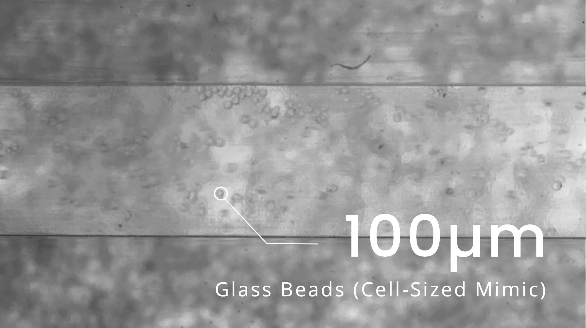 Cell Viewing Device 04